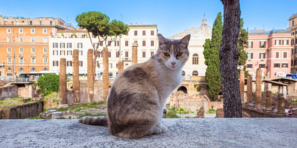 Die Ruinen des Katzenheiligtums in Largo di Torre Argentina